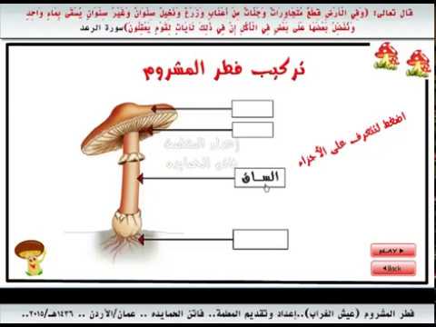 فيديو: كيف تختلف الفطر عن النباتات