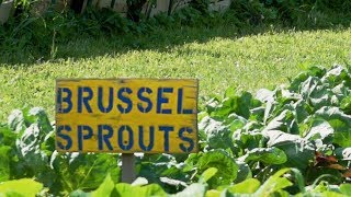 Summer Sweet Spots - Eagle Heights Gardens