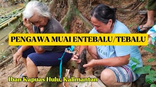 Iban Kapuas Hulu, Kalimantan Barat. Pengawa Muai Entebalu/Tebalu Di Batang Sungai Merakai