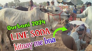 Multan Cow Mandi ki update | Qurbani 2024 ka Mall | Live Soda Kitnay me hua?