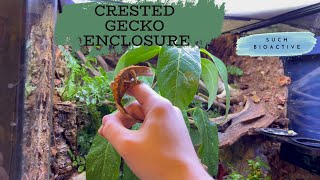 Building a Bioactive Crested Gecko Enclosure