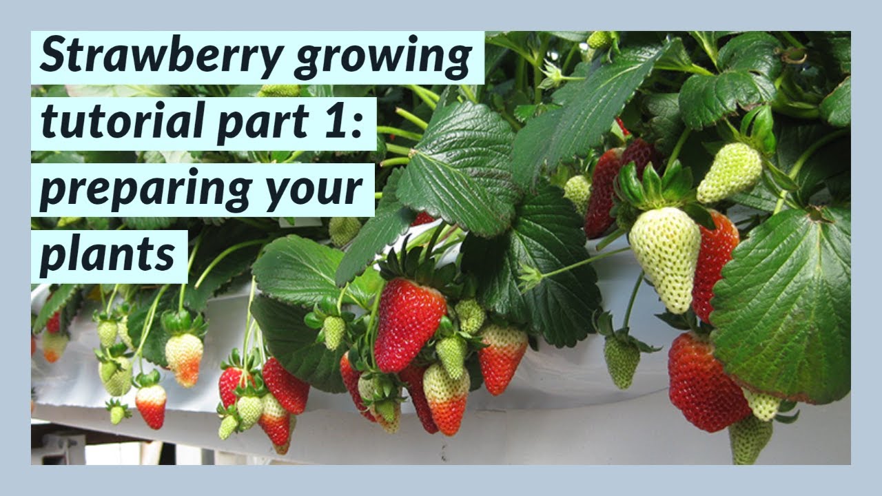 Strawberry growing tutorial part 1 preparing your plants YouTube