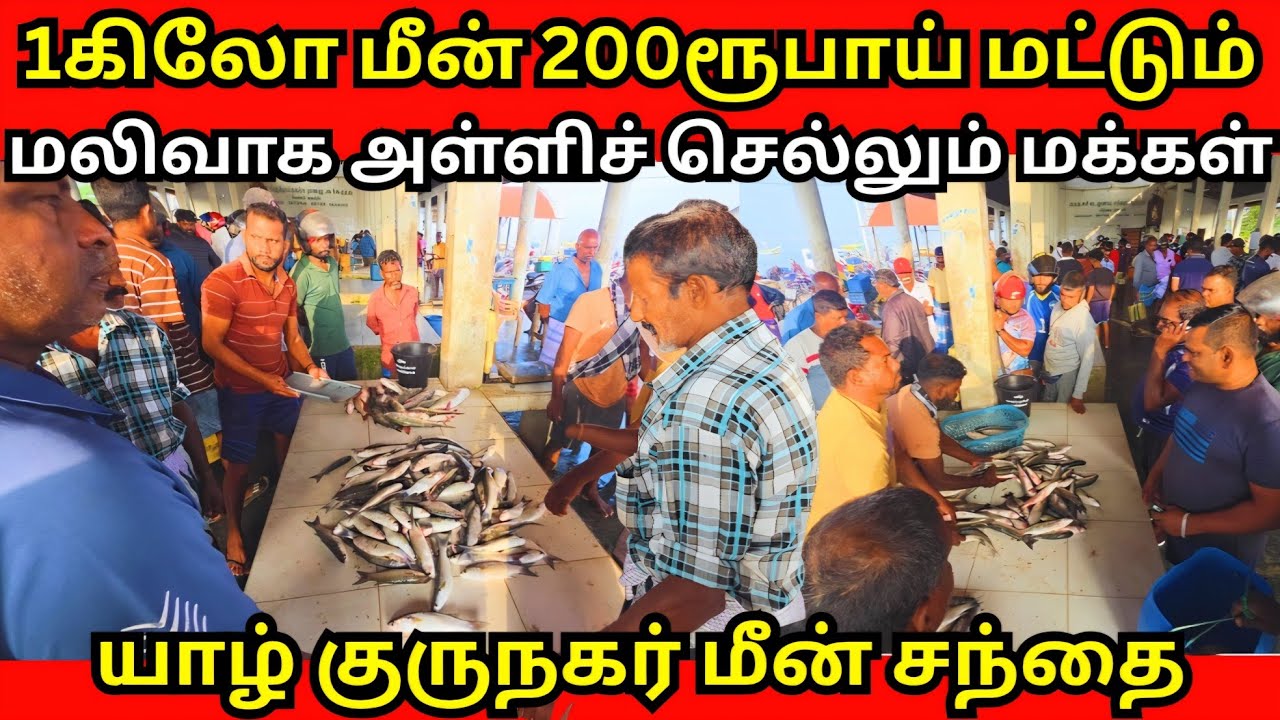 யாழில் 1கிலோ மீன் 200ரூபாய்😱🐟💥குருநகர் மீன் சந்தை