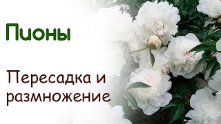 Пересадка и размножение пиона травянистого корневищного(Пересадим и научимся размножать пион травянистый корневищный., 2015-09-25T12:39:18.000Z)