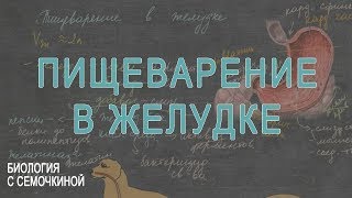Пищеварение в желудке Пищеварение в желудке