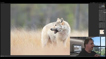 Post Production in Adobe Lightroom CC 2020 #1 Finland Wolf