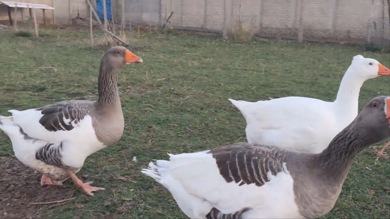 Çorum Kazı damızlık seçiminde dikkat etmeniz gerekenler.