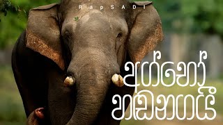 SadiZO - AGBHO HANDANAGAI (අග්භෝ හඬනගයී )  Audio
