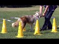 Agility exercises for dogs under 12 months