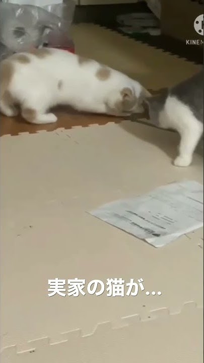 A Cat Eats A Cockroach A Cat Catches A Cockroach cockroach a-cat-eats-a-cockroach-a-cat-catches-a-cockroach-cockroach
