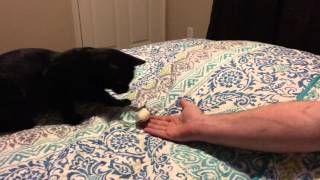 Bombay cat fetching mouse by BOMBAY BATCAT 663 views 8 years ago 28 seconds