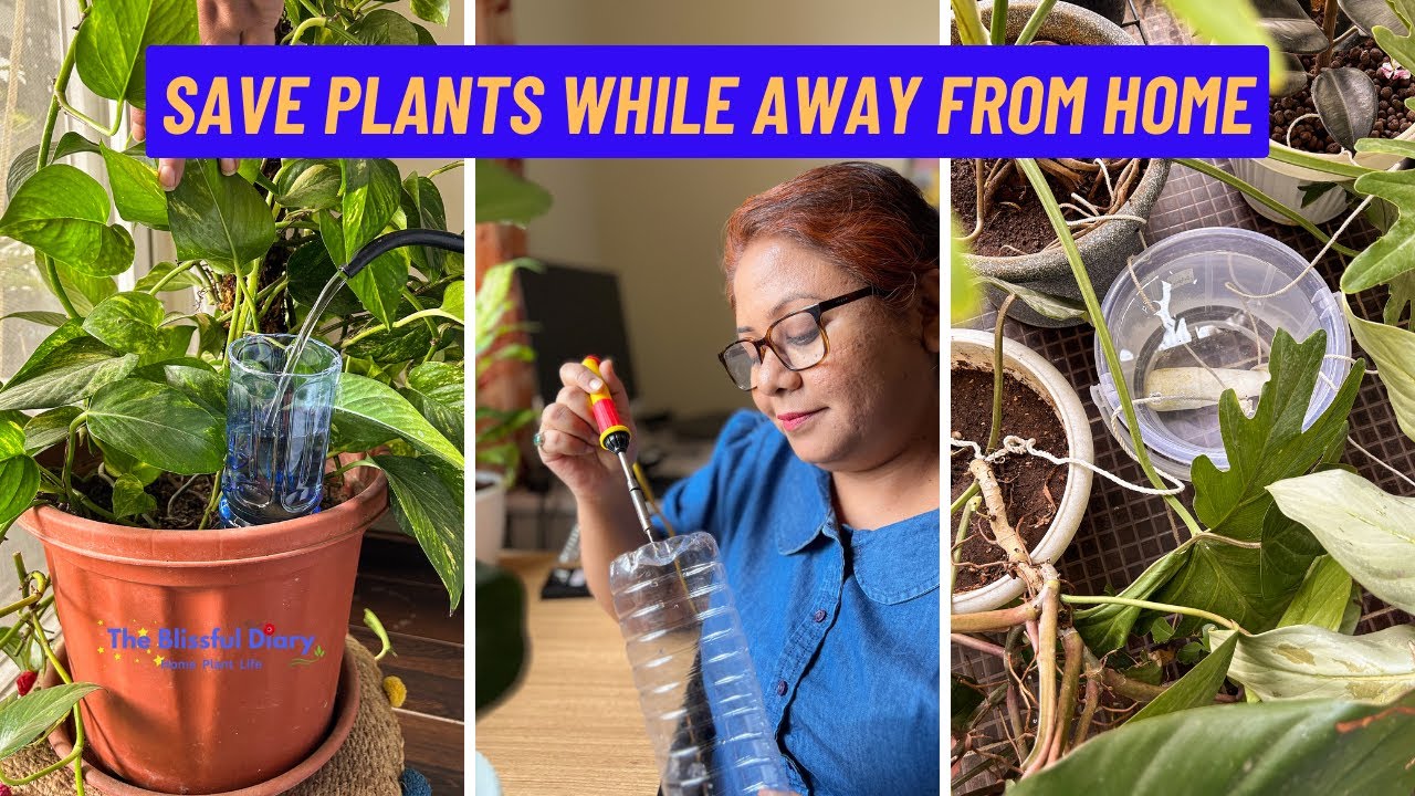 save-your-indoor-plants-travel-friendly-gardening-tips-simple-plant