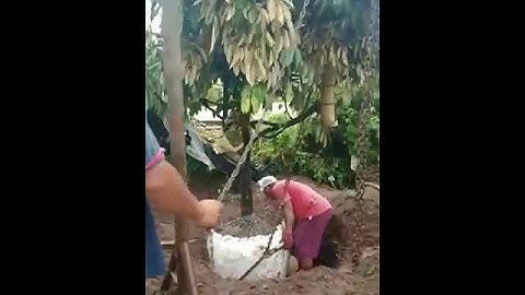 How to Grow High-Quality Durian Trees at Home! 🌱🥭