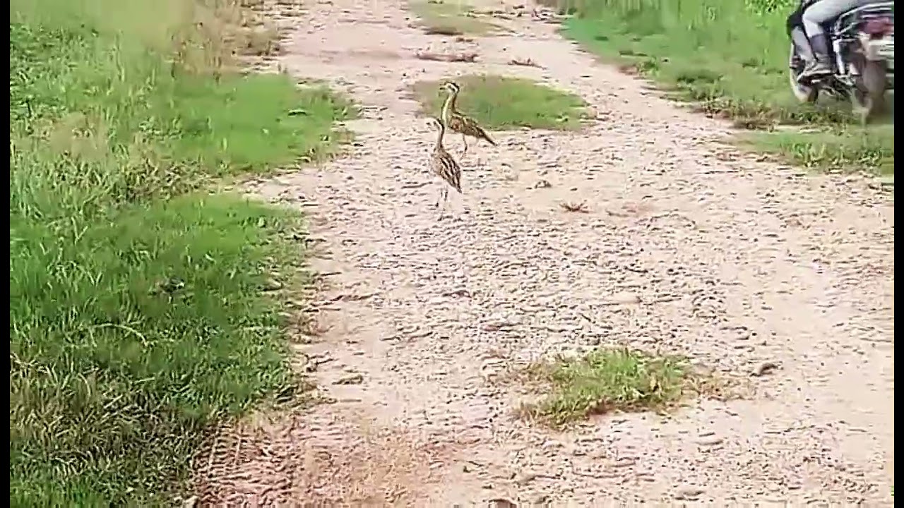 Alcaraván (Hesperoburhinus bistriatus)