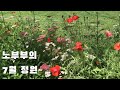 노부부의 산골정원 6~7월의 꽃🌺과 나비💕