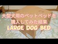 大型犬用のペットベッドを購入してみた結果 Large dog bed 【ラブラドールレトリバー・Labrador retriever】