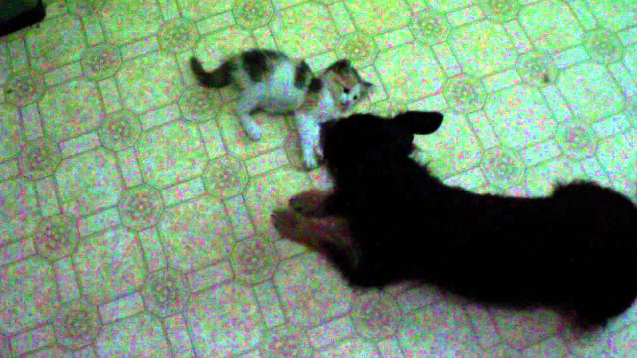 My dog and her pet cat YouTube