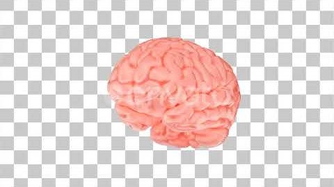 4K Human Brain with Alpha Channel | Motion Graphics - Envato elements