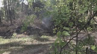forest fire 1 week later by dysfunctional vet 8 views 1 month ago 1 minute, 53 seconds
