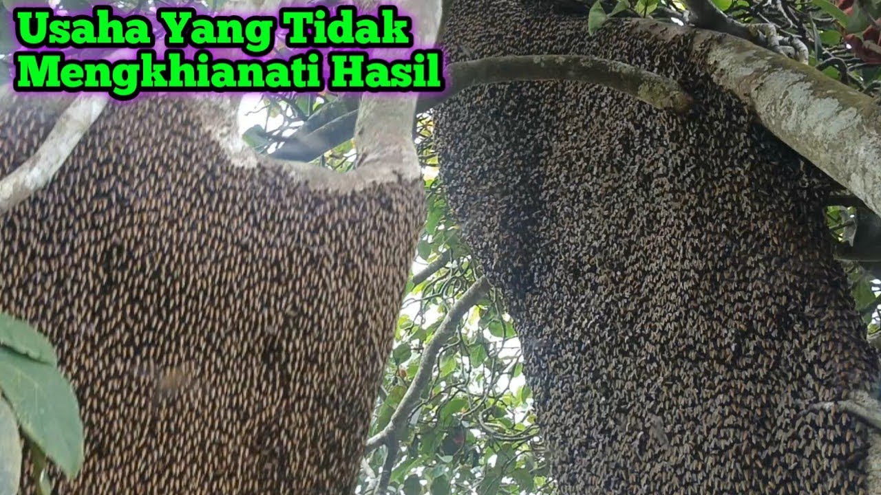 Walaupun Tidur Dipinggiran Hutan Tapi Alhamdulillah Bisa Point 4 Sarang    #bee#honey#panenmaduhutan