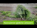 Nawożenie iglaków żelazem