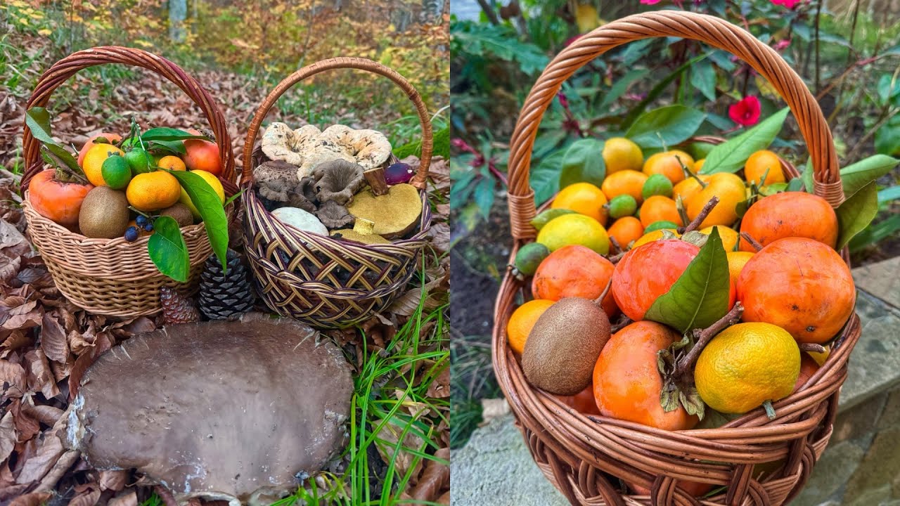 Нашёл ЧЕРЕПАХУ в ЭТОМ ЛЕСУ и был В ШОКЕ‼️ Такого НЕ ОЖИДАЛ! Грибы РЫЖИКИ и ЧЁРНЫЕ ЛИСИЧКИ и МАСЛЯТА