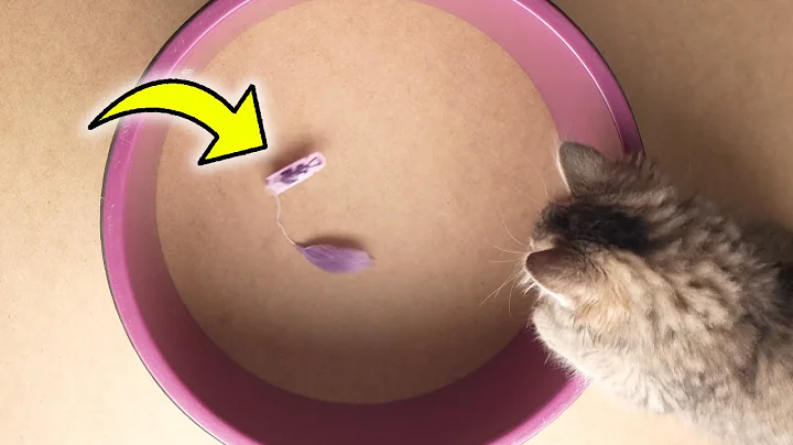 Video 7677861: siberian cat kitten, siberian kitten playing, cat toy kitten