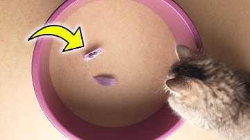 Kitten Playing With HEXBUG nano Robotic Cat Toy for 5 Minutes