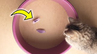 Kitten Playing With HEXBUG nano Robotic Cat Toy for 5 Minutes