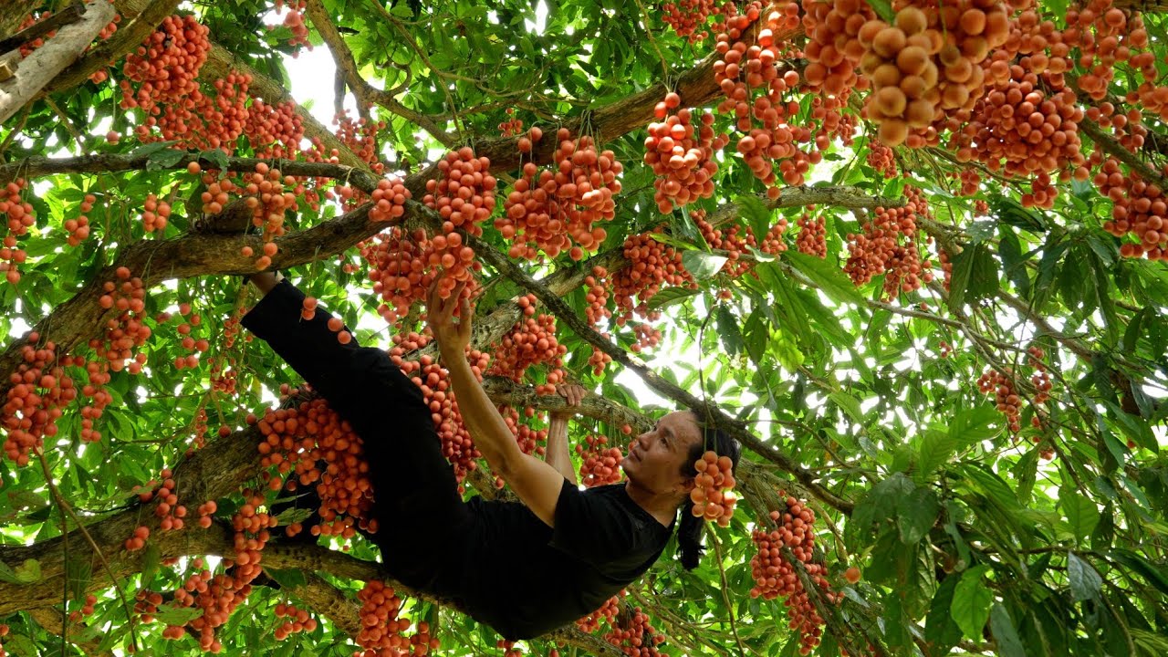 Harvesting wild grapes to cook traditional dishes, vàng hoa