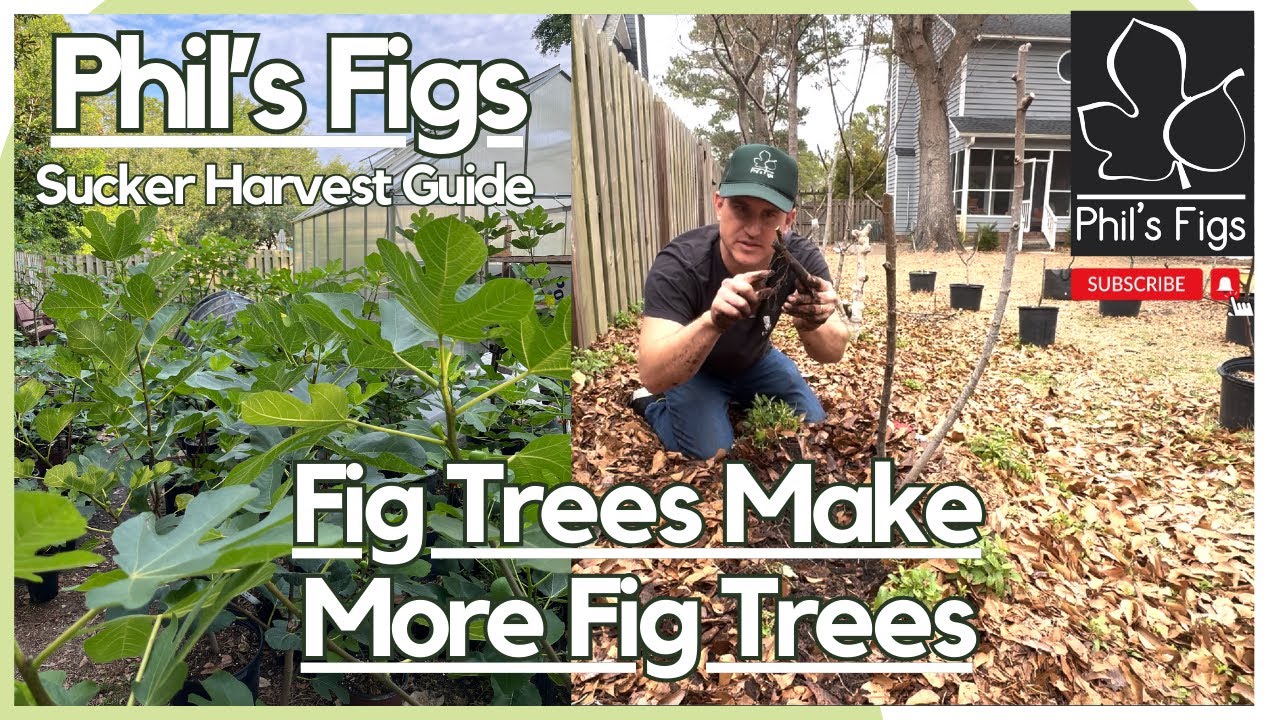 Подробный урок: Метод размножения инжира — Сбор отводка