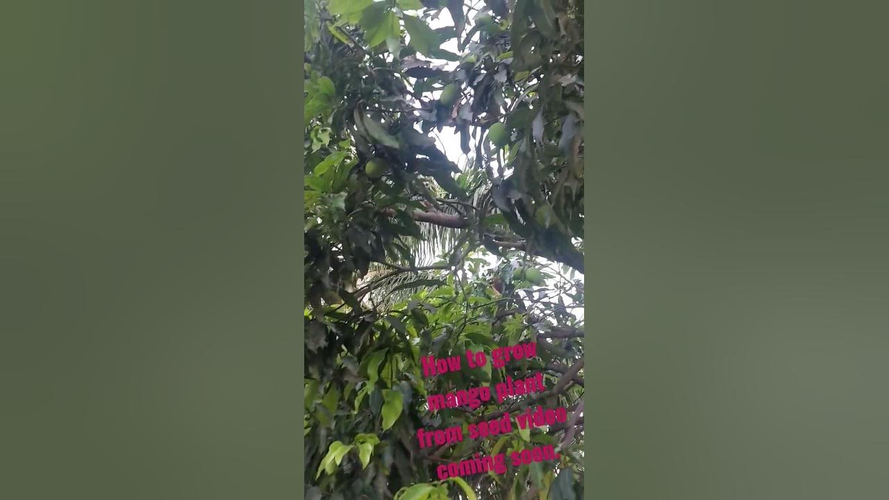 Mango plant care ..and how to grow and maintain..video coming soon ...