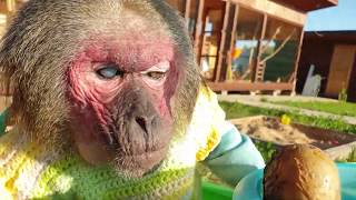 Pet Macaques