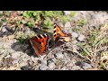 Small tortoiseshell butterfly courtship