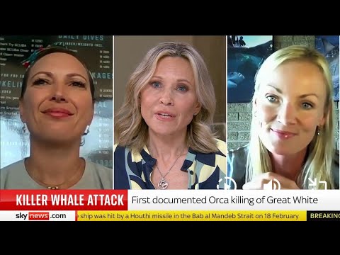 Orca Takes Down