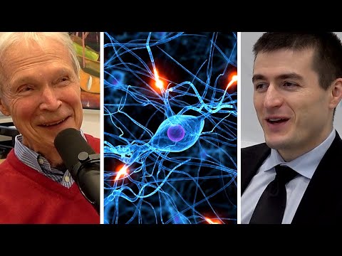 Biological versus Artificial Neural Networks (John Hopfield) | AI Podcast Clips