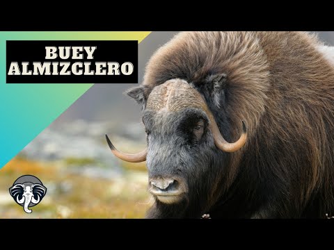 Video: Buey almizclero: características del estilo de vida