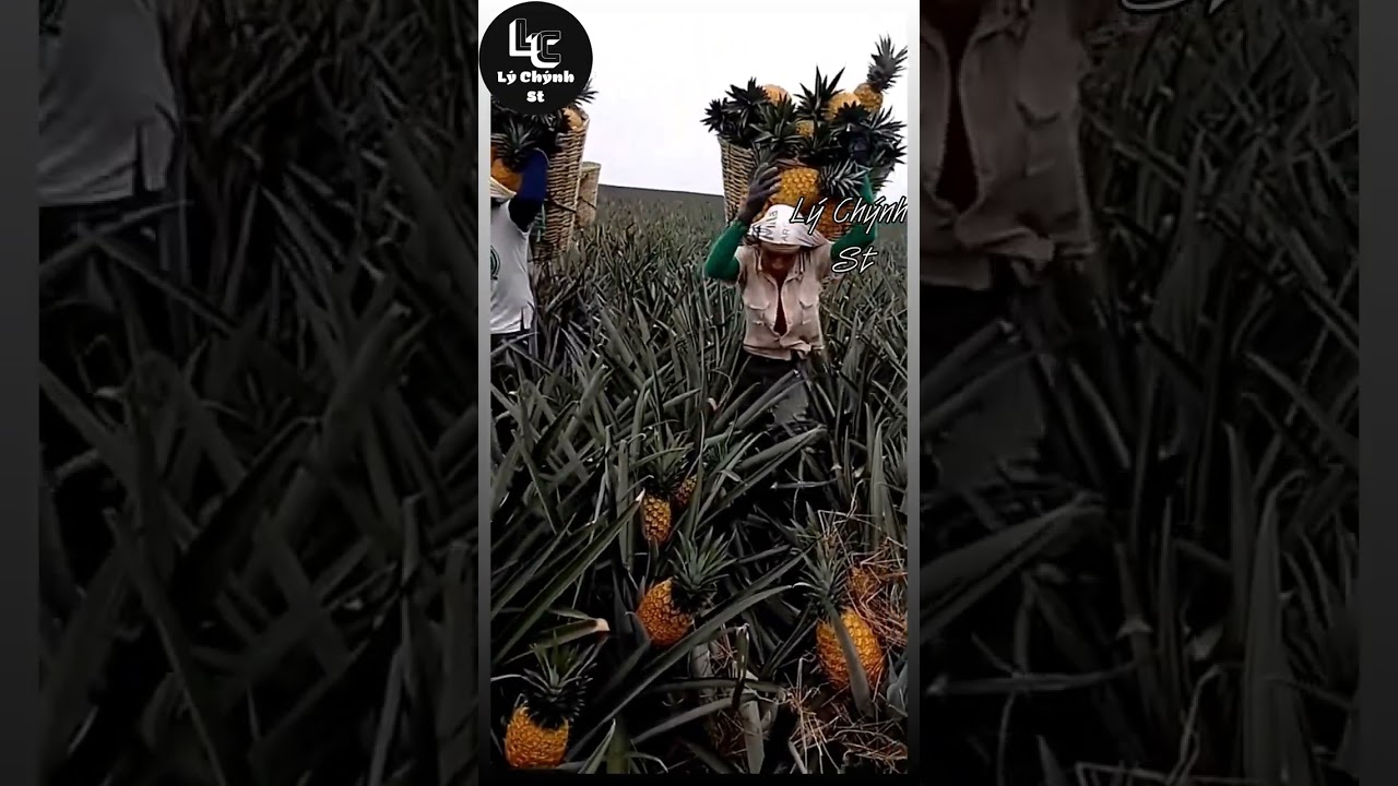 Farm fresh ninja fruit (P7) | Ly Chynh St review 