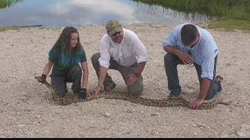 The 2022 Python Challenge begins