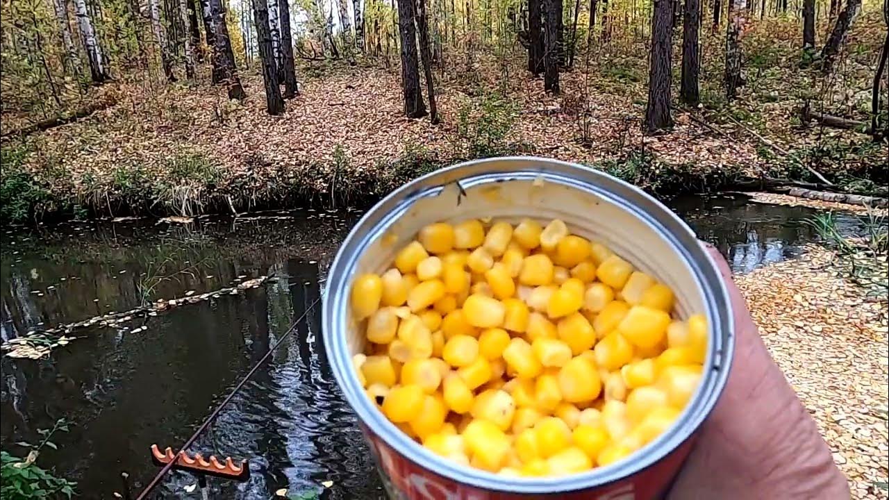 ОСЕННЯЯ рыбалка на КАРПА на маховое удилище . Речка '' ГАВНЮЧКА ' - YouTube