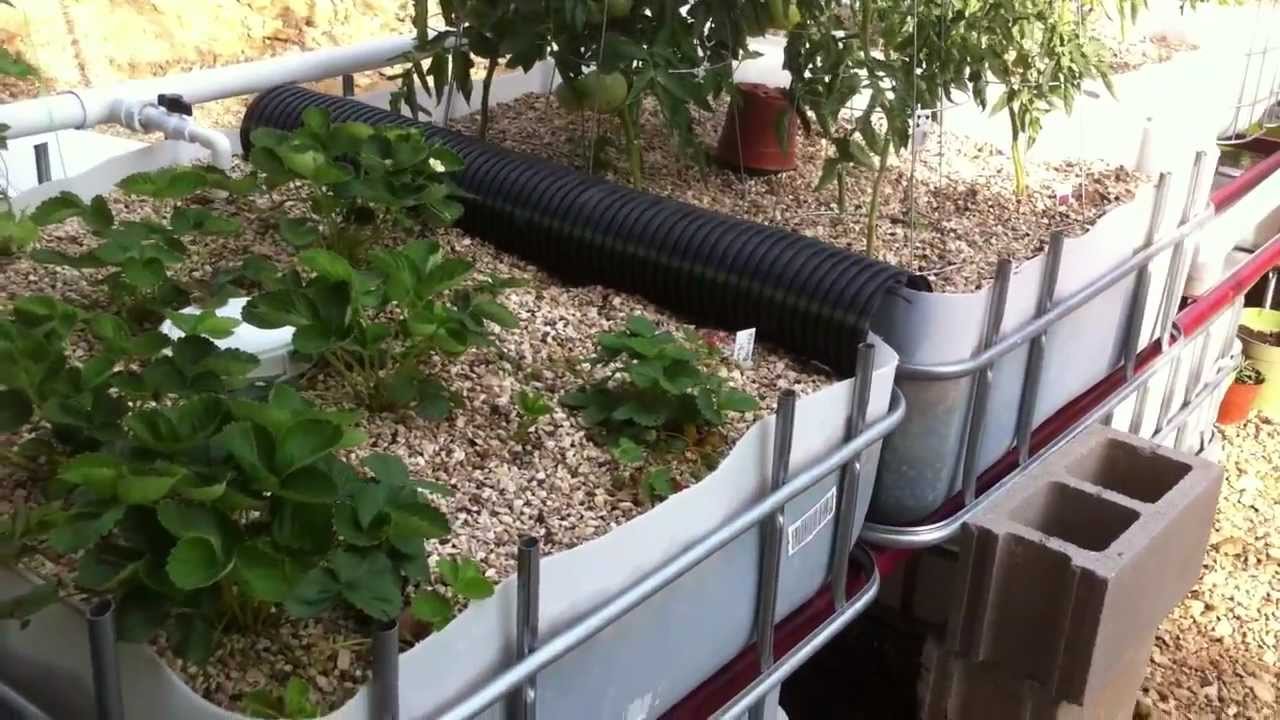 June Aquaponics Update New 1500 Gallon Sump Tank YouTube