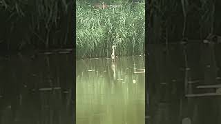 Beautiful Egret # 10725 #shorts