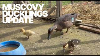 The two Muscovy Ducklings with their adopted Mallard Mum, Chocolate Drop