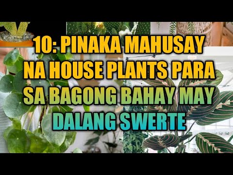 Video: Ang Poinsettia Ay Ang Pinaka Maganda, Lumago Sa Isang Apartment