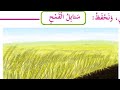 أنشودة سنابل القمح درس قمح بلادي الصف الثالث الأساسي لغتنا الجميلة