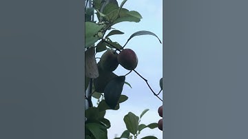 Cây Táo đỏ Ấn Độ cho trái đỏ đẹp ngọt giòn ngon | 0386569374 - Ngọc Ngân Bến Tre | Chuyên cây độc lạ