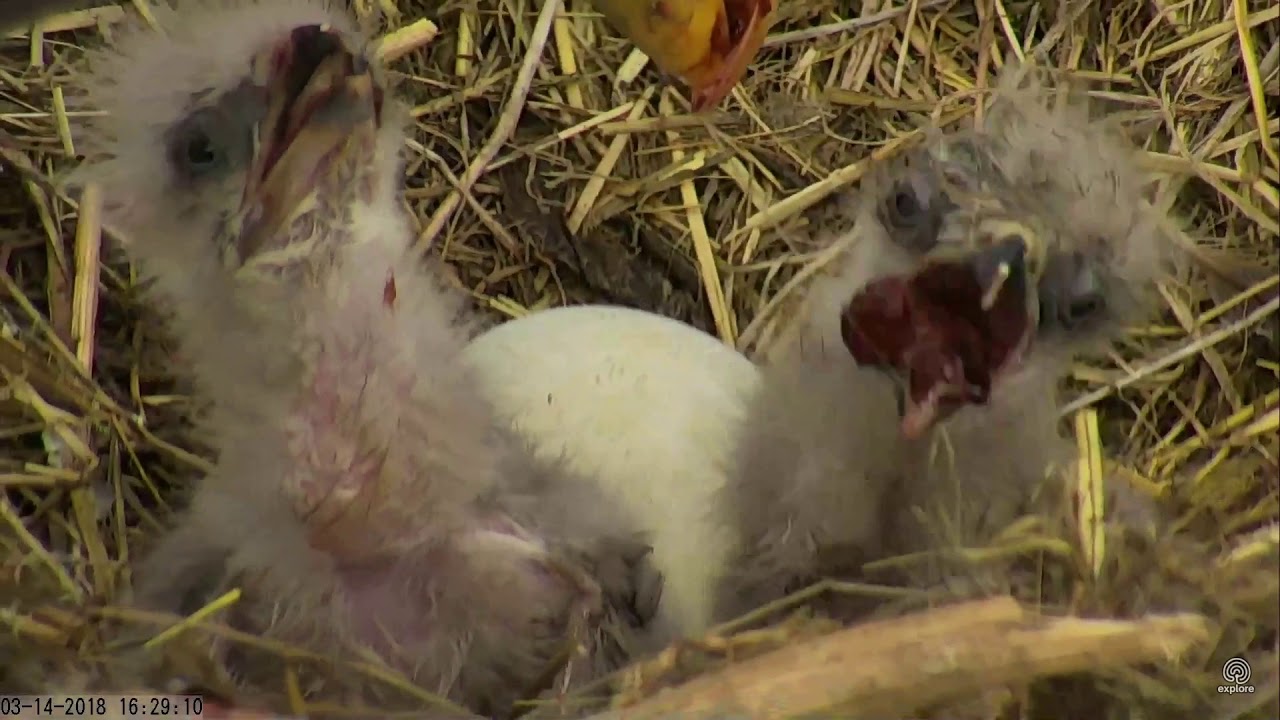 031418 Sauces Canyon eagle's nest; messiest meal ever! YouTube