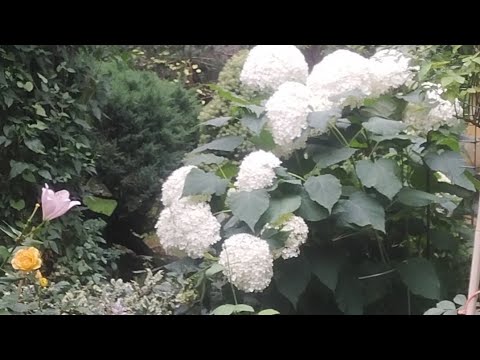 Annabelle..hortensja i jej