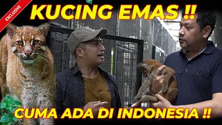 TERHARU..!! MASIH ADA KESEMPATAN GENDONG GOLDEN CAT YANG HAMPIR PUNAH