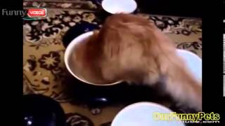 Watch Funny Videos   Funny Cats   Funny Vines Videos   Funny Vines 2014 Video #1 by Funny Cats Vines 4 views 8 years ago 2 minutes, 3 seconds